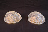 Beautiful 1970's Murano glass shell sconces
